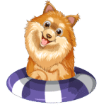 David Pomsky puppies Breeder