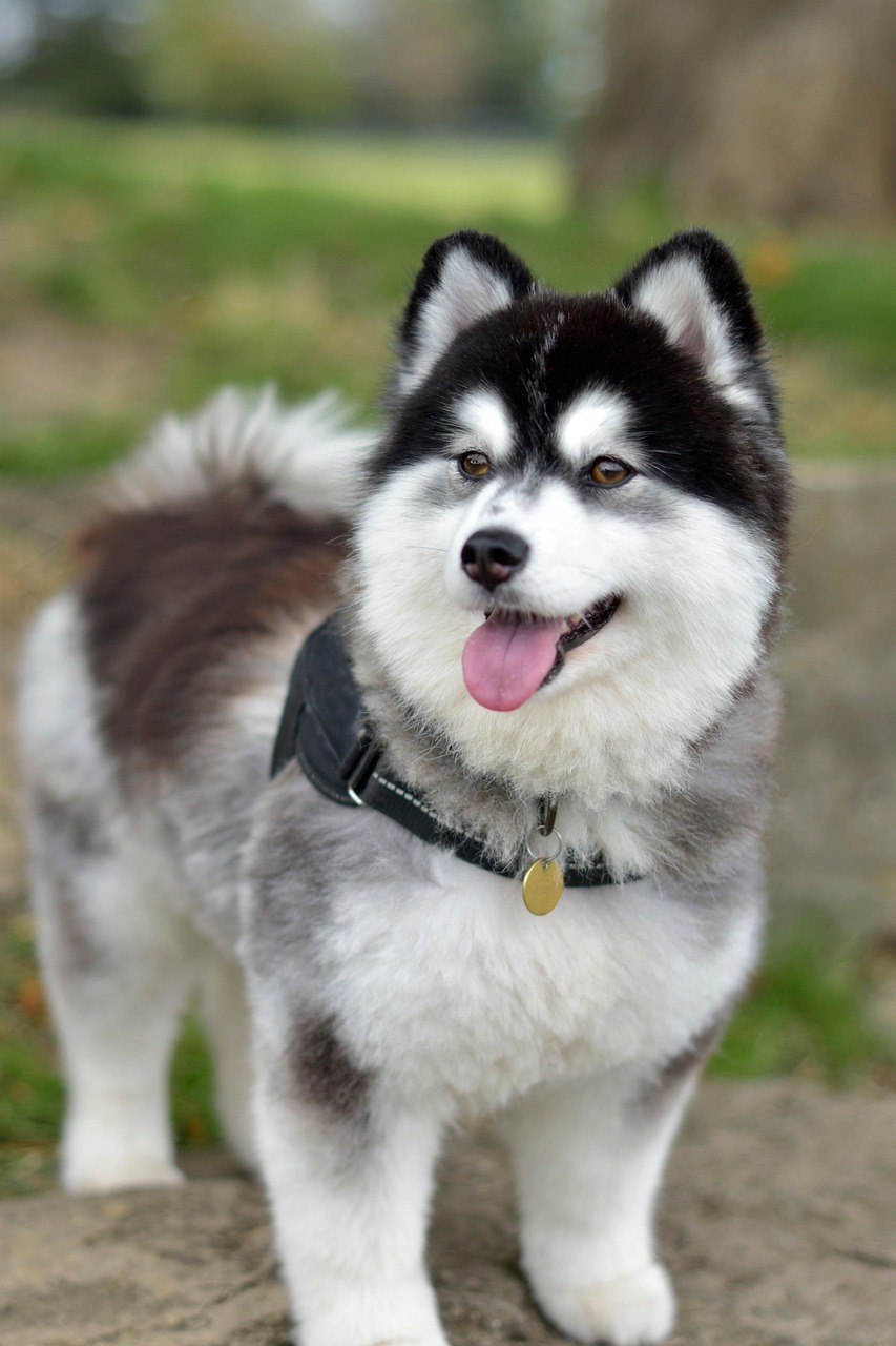 pomsky-8282157_1280